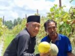 Umar Ahmad beserta DPRD tubaba mengunjungi wisata melon di daya