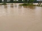 Ratusan Hektare Sawah warga  Terendam Banjir.