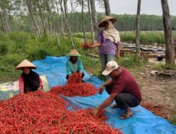 Petani Cabai Di Tubaba Keluhkan Harga jual Cabai Yang Menurun drastis